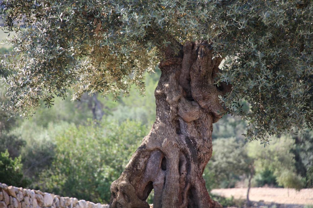 Treurer - Olive Grove & Grand House - Adults Only Algaida (Mallorca)